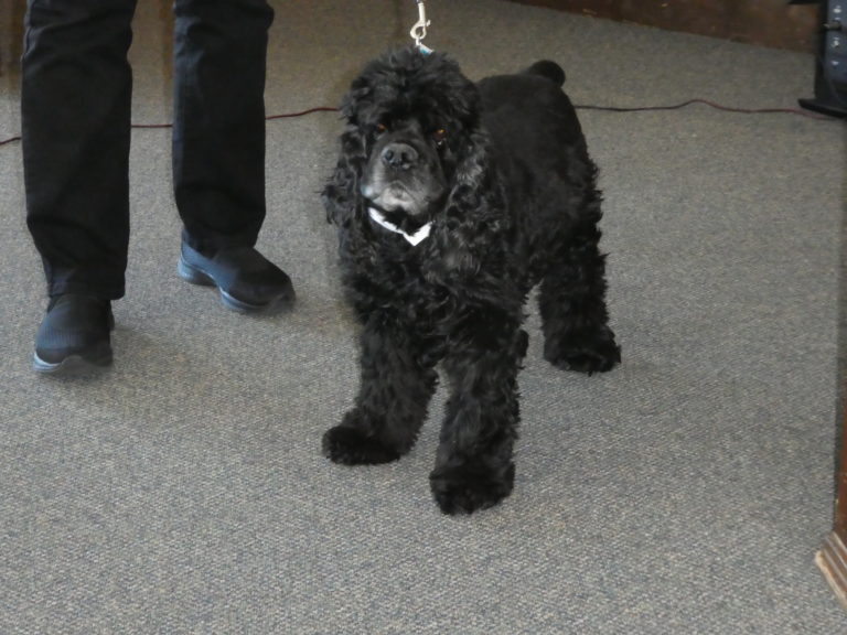 Rocky Mountain Cocker Rescue Group