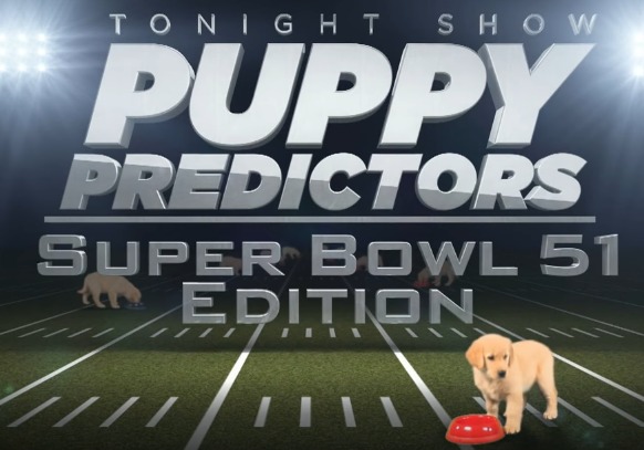 Puppies Predict Super Bowl LI