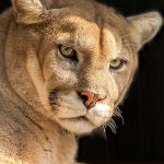 closeup of a cougar or mountain lion in its habitat