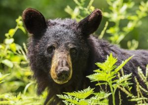 Bears On the Prowl In Teller County and Ute Pass High Country