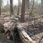 13021_2007_Article_28_Fig1_HTML