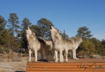 Major Efforts Launched to Save Local Wolves