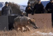 Call of the Wild! Reintroduced Wolves Roaming Closer to Teller County