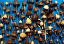 Clock Ticking on “Magic Mushroom” Moratorium in Woodland Park
