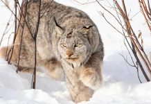 New research reveals habitat challenges for Canada lynx in Colorado’s Southern Rockies
