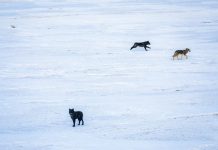 CPW concludes second year of gray wolf capture and release efforts