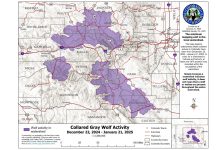 “Wild Wolf” Fears Infiltrate Teller County