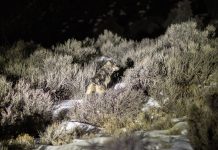 Wild Wolves Officially Infiltrate Teller County!