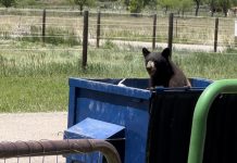 Bear Sightings and Conflicts Soaring Across Region and Colorado