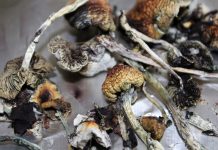 $15 Million Healing/Mushroom Center Planned Next to Woodland Park City Hall