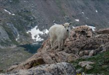 Not Abandoned – Just Growing: Leave Young Wildlife Alone