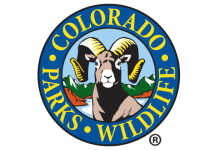 CPW renews warning to keep distance from wildlife after moose with calves attacks man, injures dogs near Woodland Park