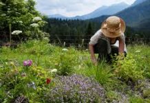 Weekend Updates for Your Landscape