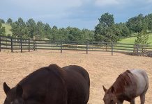 GMF Horse Wellness and Rehab Center Opens for Business