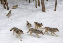 Wild Wolves Headed Back Towards Teller County!