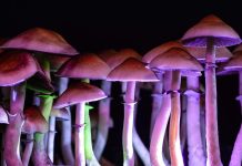 Psychedelic Mushrooms Coming to Green Mountain Falls?