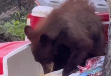 Watch out for bears while camping, hiking and backpacking in Colorado bear country