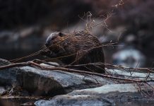 CPW seeks public input to inform Beaver Conservation and Management Strategy through August 31