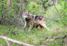 Wild Wolves Continue to Roam Near Teller County