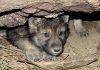 Colorado’s Wolf Reintroduction Plan Facing Potential Gunfire from Feds