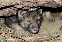 Colorado’s Wolf Reintroduction Plan Facing Potential Gunfire from Feds