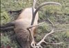 Reward doubles, investigation continues after multiple elk poached in Las Animas County