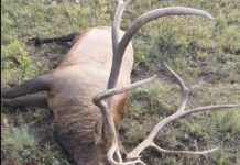 Reward doubles, investigation continues after multiple elk poached in Las Animas County