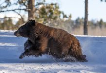 Born to Be Wild! Orphaned Bears Freed from Captivity in Teller High Country