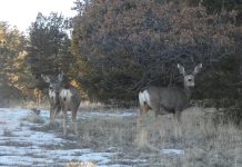 TMJ Writer Partakes in Grueling Mountain Wildlife Tally