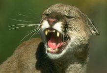 Welcome to Lion Country! Fatal Mountain Lion Attack Raises Local Concerns