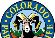 Colorado Parks and Wildlife opens bison roster for potential special management hunts