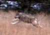State Officials Throw in the Towel in Wolf Release Battle