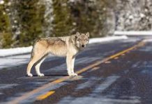 Wild Wolves Return to Teller County, Nearly Reach Commissioner’s Property