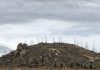Early Season Fishing Proves Fruitful in the High Country