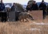 Wild Wolves Retreat from Teller County