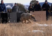 Wild Wolves Retreat from Teller County