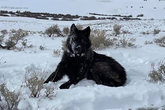 Wild Wolves Visit Teller County, Again Wild Wolves Visit Teller County, Again