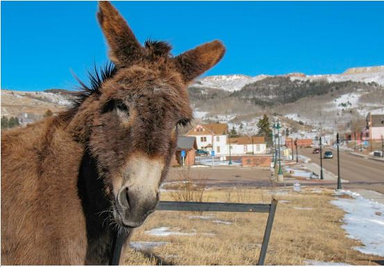 Creek Donkeys Temporarily Returning Home for Health Reasons Creek Donkeys Temporarily Returning Home for Health Reasons
