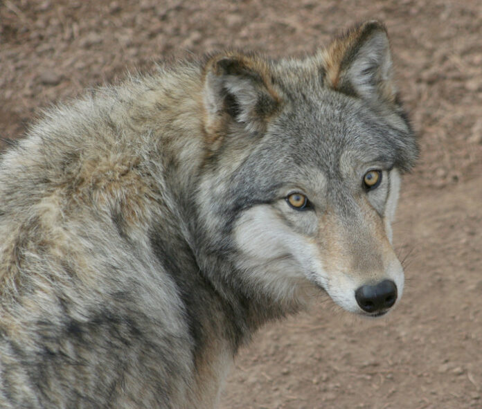 State Efforts to Protect Endangered Wolves in Question State Efforts to Protect Endangered Wolves in Question